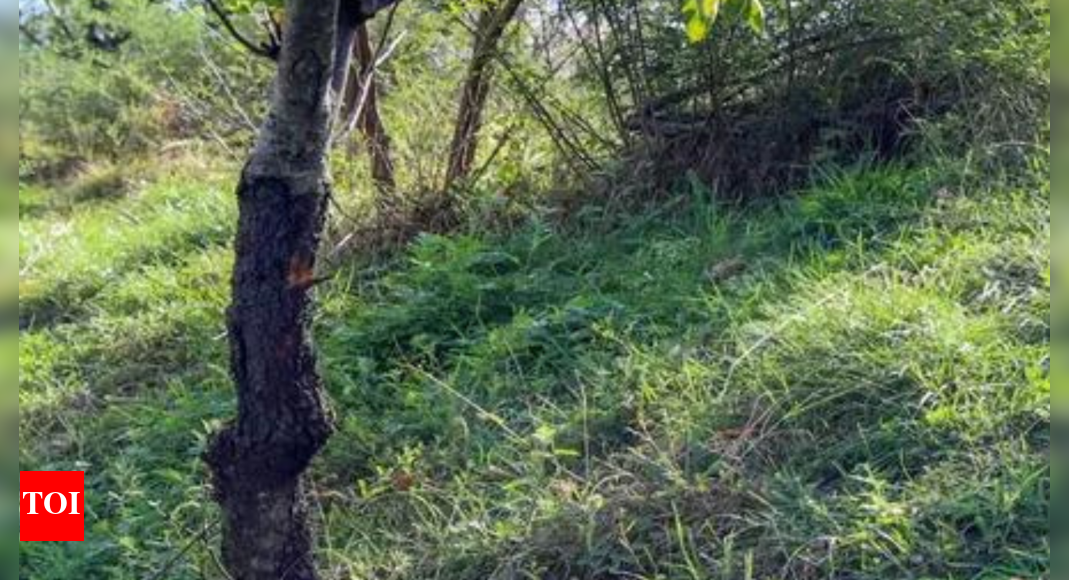 Agroforestry push: Centre issues model rules to ease tree felling on farmland, boost legal timber trade