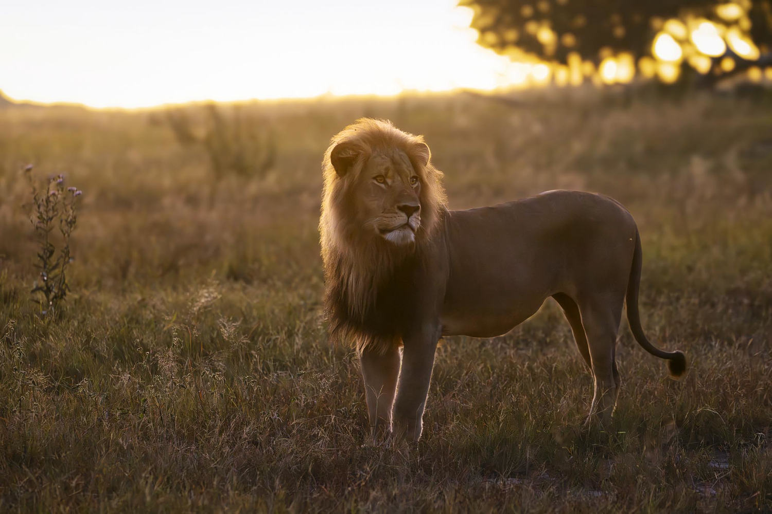 Beloved lion killed by trophy hunter in ‘echo’ of Cecil the Lion’s death​Jackson Peck