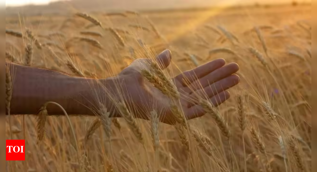 Wheat MSP hike: Cabinet approves Rs 160 increase; fixes price at Rs 2,585 per quintal