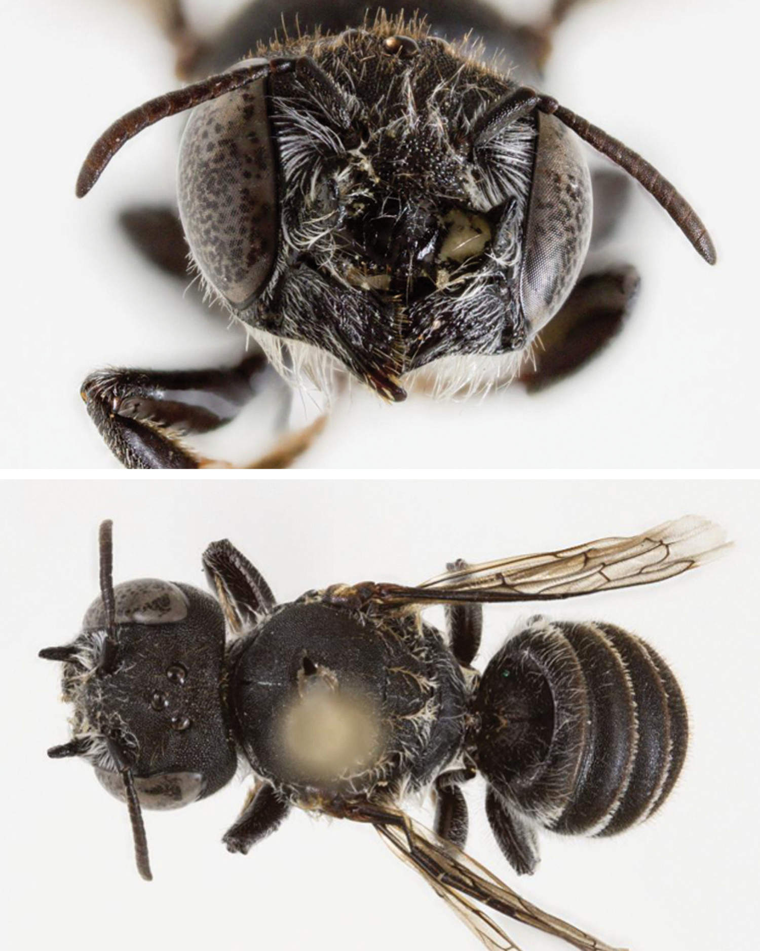 Demonic horns and a devilish name: New ‘Lucifer’ bee discovered in Australia​Peter Guo