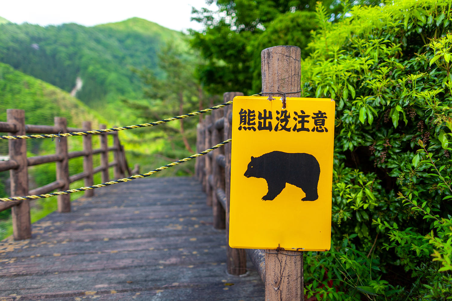 How Japan is fighting back against a surge of bear attacks​Janis Mackey Frayer